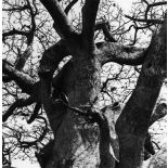 République du Sénégal, environs de Rufisque, 1969. Baobab.