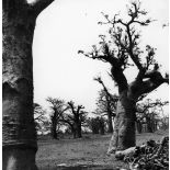République du Sénégal, environs de Rufisque, 1969. Baobabs.