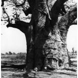 République du Sénégal, 1969. Baobab près de Rufisque.