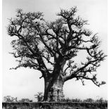 République du Sénégal, environs de Rufisque, 1969. Baobab.