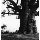 République du Sénégal, 1969. Baobab près de Rufisque.