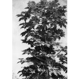 République du Sénégal, Séfa, 1954. Un papayer.