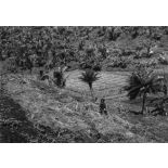 Archipel des Comores, Grande-Comore, 1953. M'Béni. Pépinière de cocotiers.