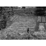 Archipel des Comores, Grande-Comore, 1953. M'Béni. Pépinière de cocotiers.