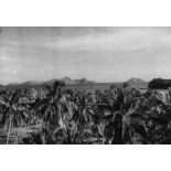 Archipel des Comores, Mohéli, 1952. Cocoteraies de Ouallah.