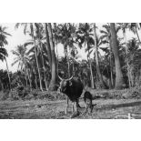 Archipel des Comores, Grande-Comore, 1952. Boeuf de l'élevage local.