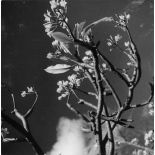 Archipel des Comores, Anjouan, 1952. Branche de frangipanier.