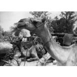 République du Tchad, 1952. Chameaux baraqués sur la place du marché de N'gama. Région : Chari Baguirmi. District de Bokoro.