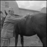 La 125e compagnie muletière à Tebessa. [Description en cours]