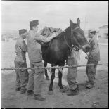 La 125e compagnie muletière à Tebessa. [Description en cours]