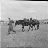 La 125e compagnie muletière à Tebessa. [Description en cours]