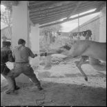 La 125e compagnie muletière à Tebessa. [Description en cours]