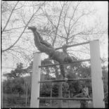 Cherchell. Formation des élèves officiers de réserve (EOR). Parcours du combattant. Passage des obstacles.