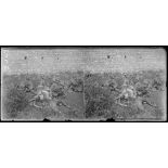 Fismes (Marne). Dans un trou d'obus, trois cadavres allemands déchiquetés. [légende d'origine]