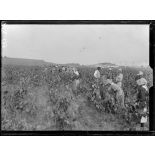 Béziers. Hérault. Les vendanges : le vin de la guerre. Les vendengeuses. [légende d'origine]