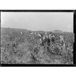 Béziers. Hérault. Les vendanges : le vin de la guerre. Les vendengeuses. [légende d'origine]