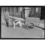 Paris, Ministère de la guerre. Service de Santé, voiturettes attelées de chiens. [légende d'origine]