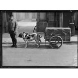 Paris, Ministère de la guerre. Service de Santé, voiturettes attelées de chiens. [légende d'origine]