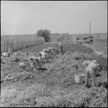 Vue d'ensemble de la récolte des pommes de terre.