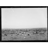 [Troupeaux de bovins et de moutons autour d'un campement : panoramique.]