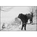 Ravitaillement par mulets des postes avancés par des soldats du 1er RTM (Régiment de tirailleurs marocains) près de Ranspach (Haut-Rhin). [description provisoire]