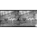 Près de La Harazée (Marne). sous-secteur Condé. Abris. [légende d'origine]