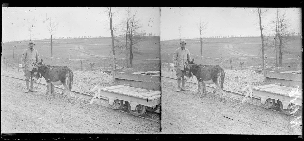 Minaucourt (Marne). Petits ânes attelés à des wagonnets. [légende d'origine]