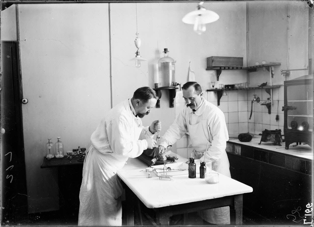 Alger. Institut Pasteur. Trépanation d'un lapin pour la préparation du virus. [légende d'origine]