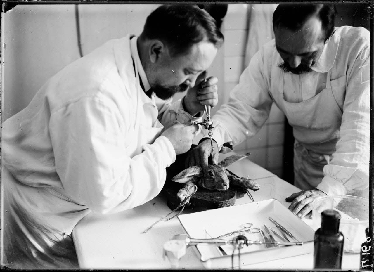 Institut Pasteur d'Alger. Service antirabique. Trépanation d'un lapin. [légende d'origine]