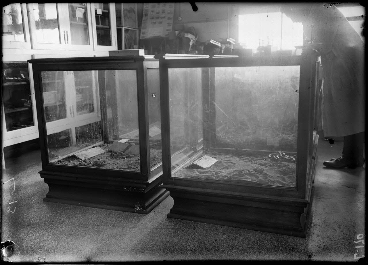 Institut Pasteur d'Alger. Cages à vipères à cornes pour vaccin antivenimeux. 19-2-16. [légende d'origine]