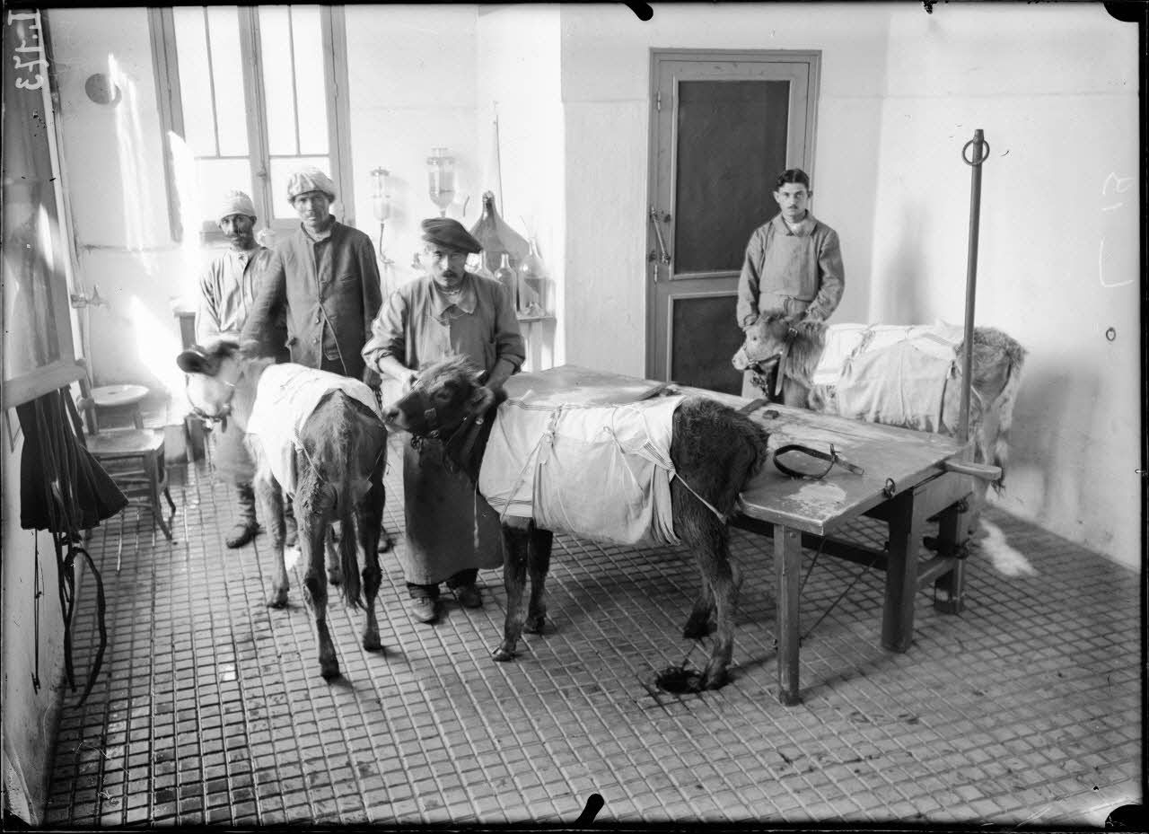 Institut Pasteur d'Alger. Préparation du vaccin antivariolique. Genisses vaccinifères revêtues du tablier protecteur. [légende d'origine]