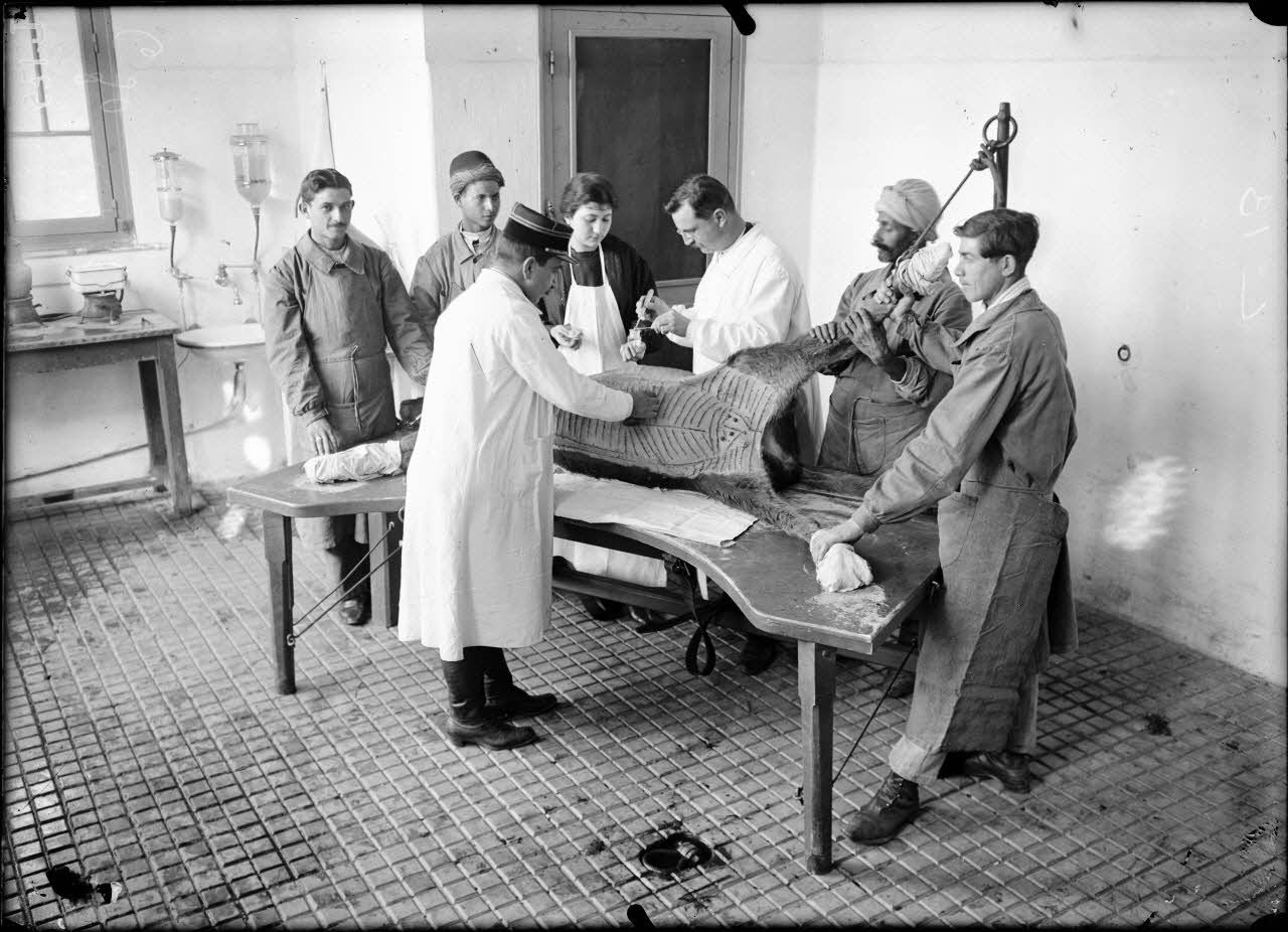 Institut Pasteur d'Alger. Récolte du vaccin antivariolique. MM Etienne Sergent et Lheritier. [légende d'origine]