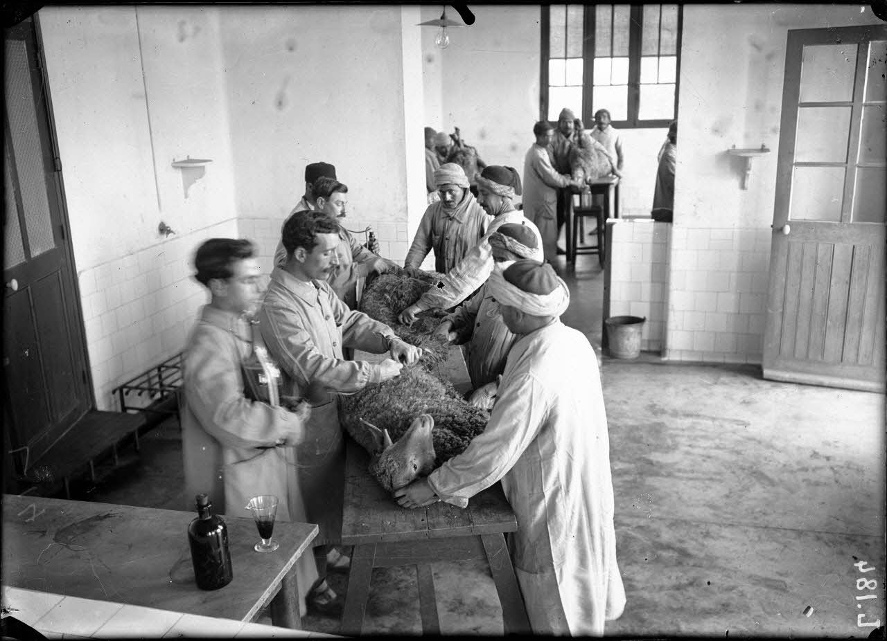 Institut Pasteur d'Alger. Inoculation d'un mouton pour la production de serum anticlaveleux. [légende d'origine]