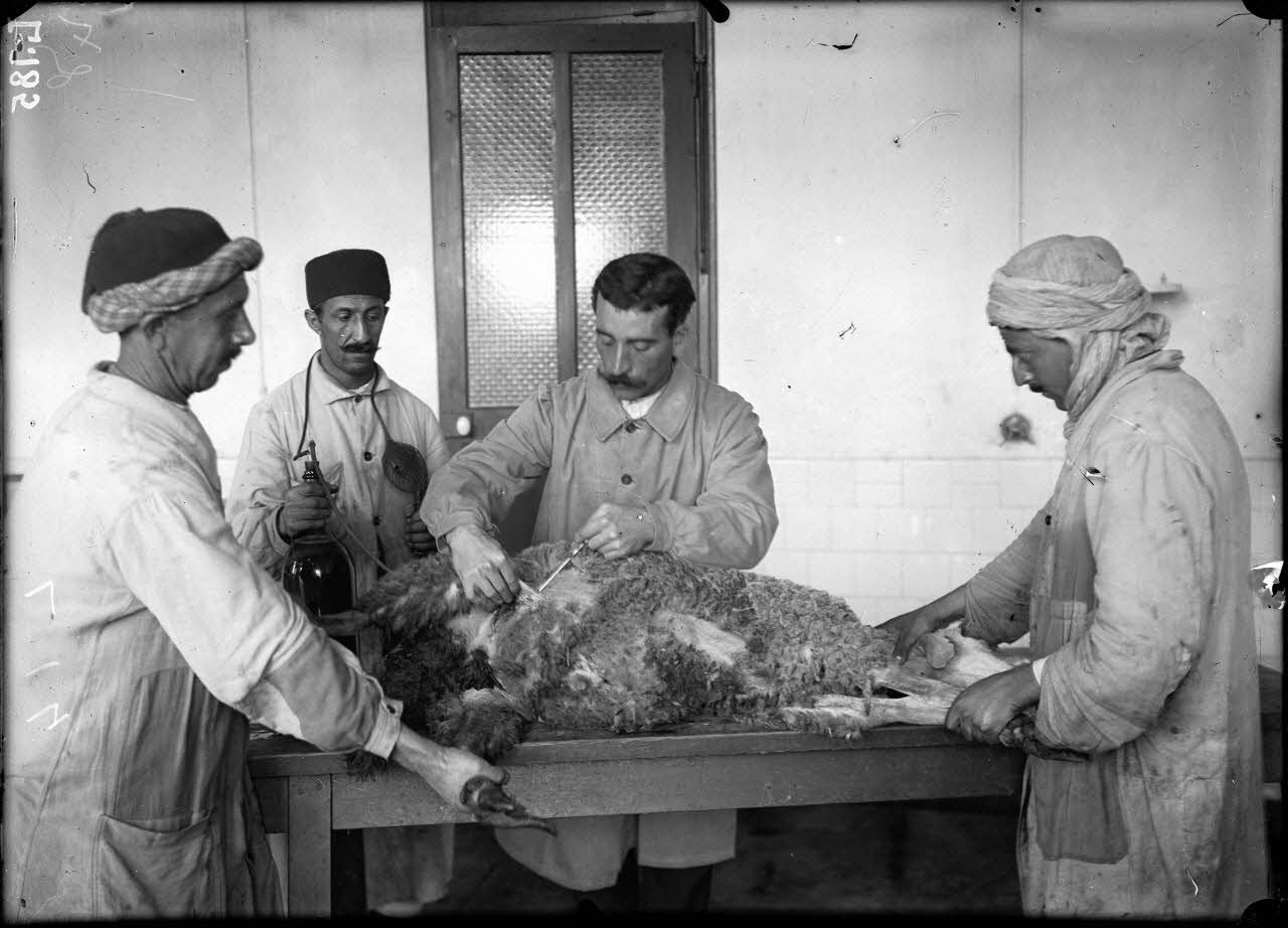 Institut Pasteur d'Alger. Inoculation d'un mouton pour la production de sérum anticlaveleux. [légende d'origine]