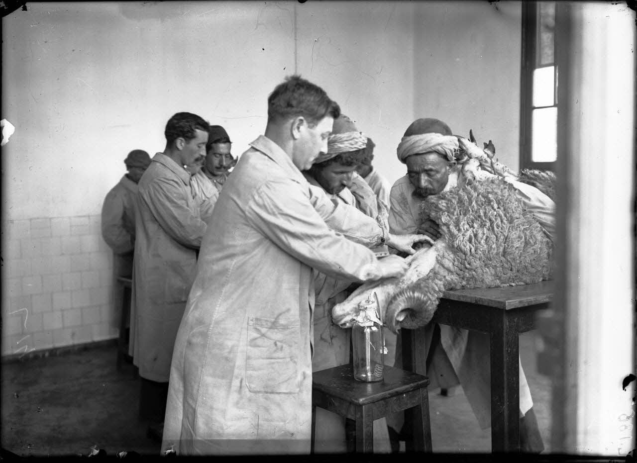 Institut Pasteur d'Alger. Saignée du mouton pour la production du sérum. [légende d'origine]