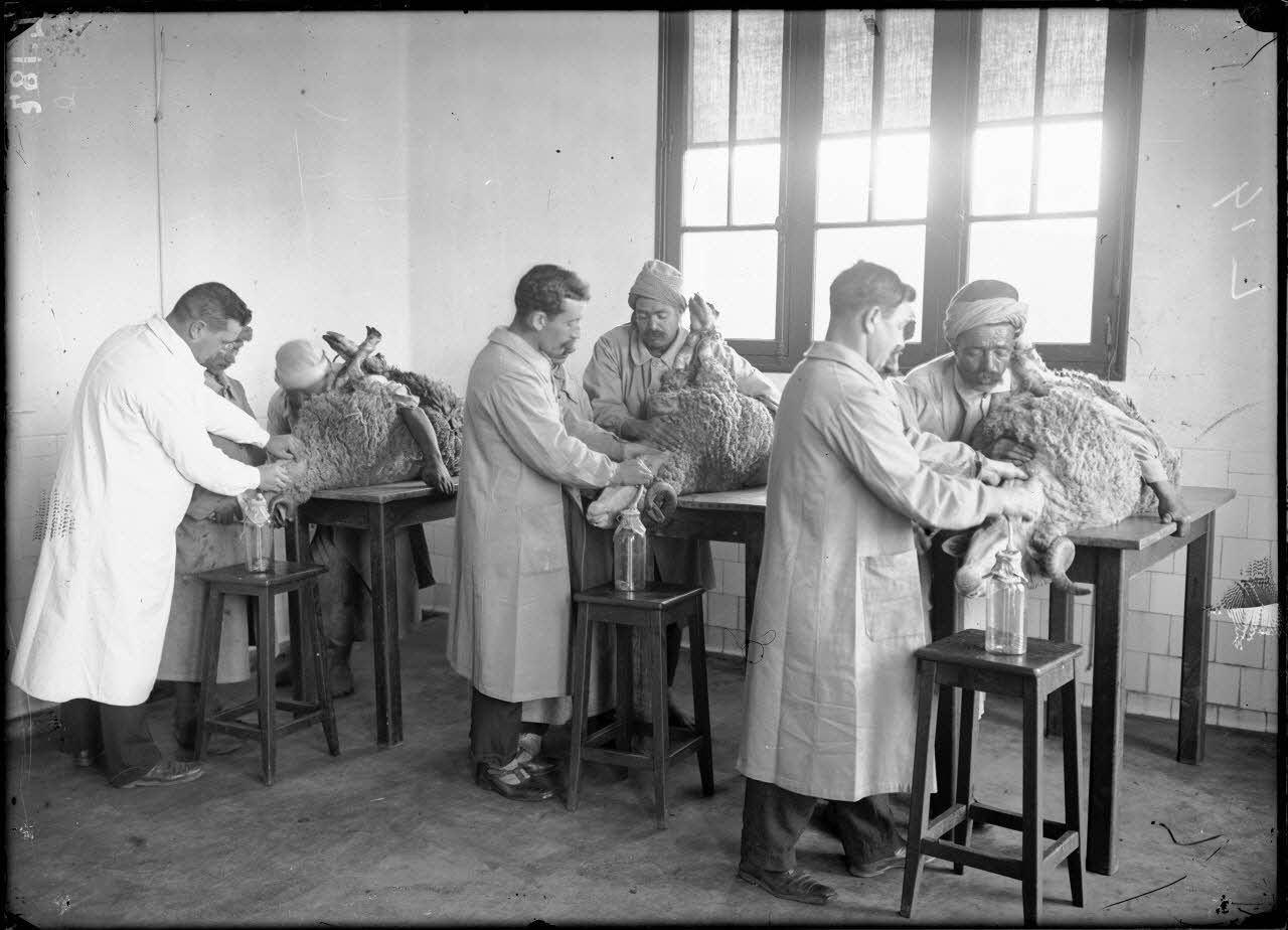 Institut Pasteur d'Alger. Saignée du mouton pour la production du sérum. [légende d'origine]