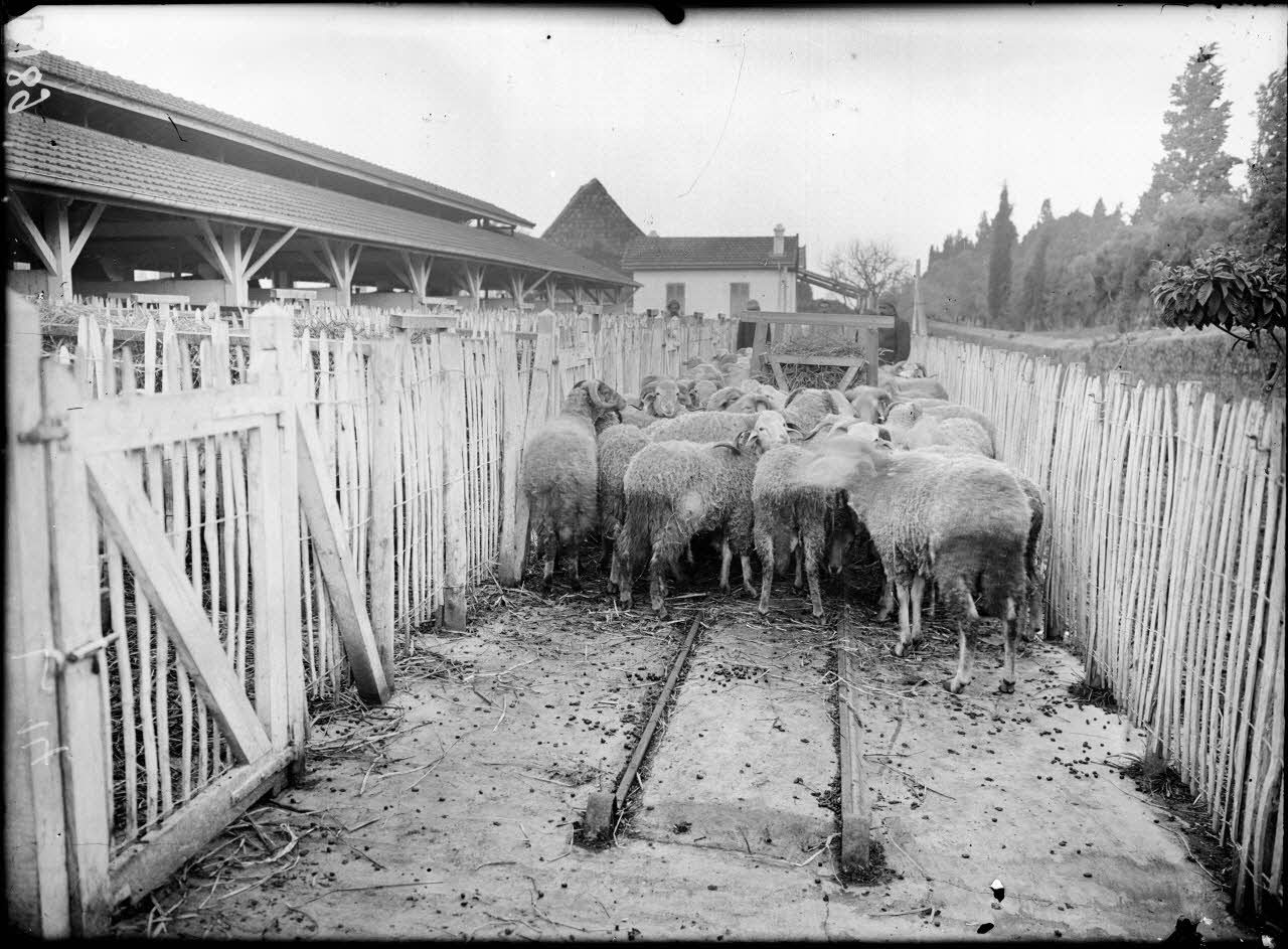 Institut Pasteur d'Alger. Les étables des moutons inoculés. [légende d'origine]