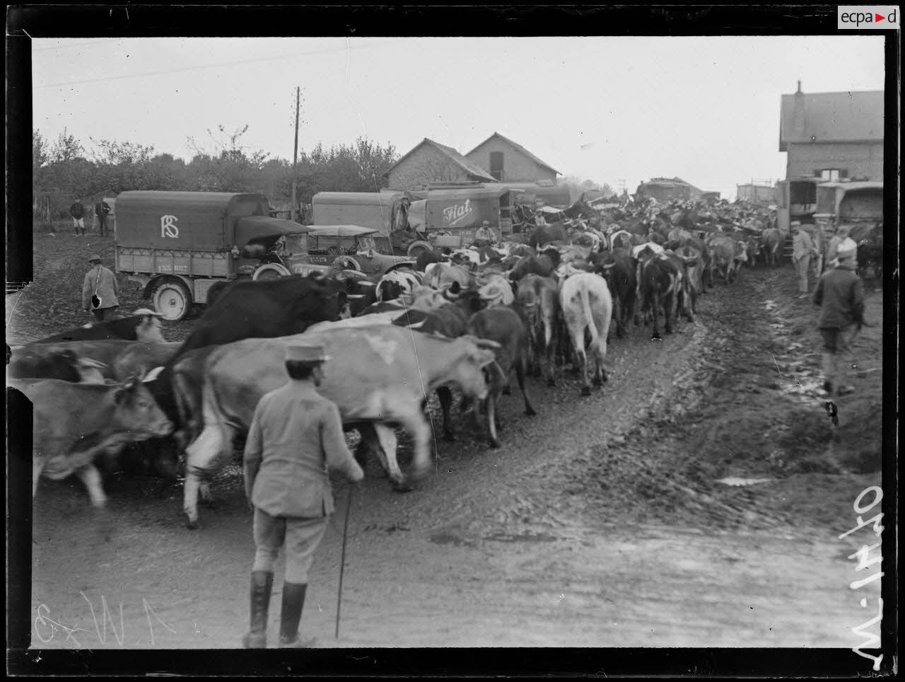 Braine, arrivée d'un troupeau à l'abattoir. [légende d'origine]