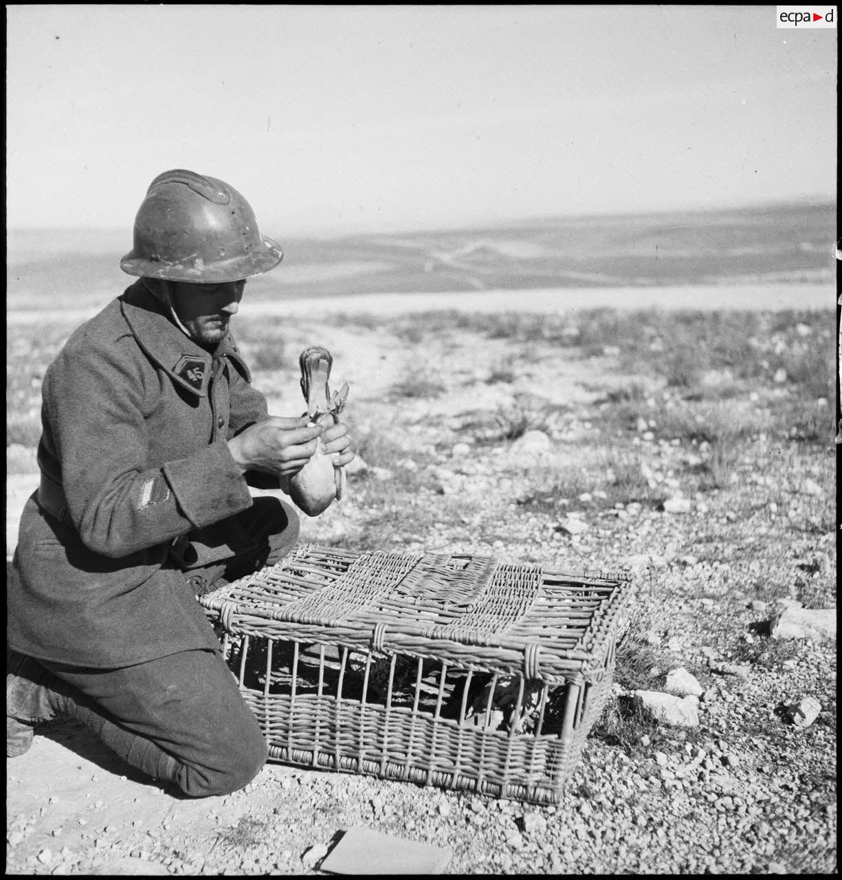 Un caporal-chef du 45e BTrs (bataillon de transmissions) fixe un message à la patte d'un pigeon voyageur.