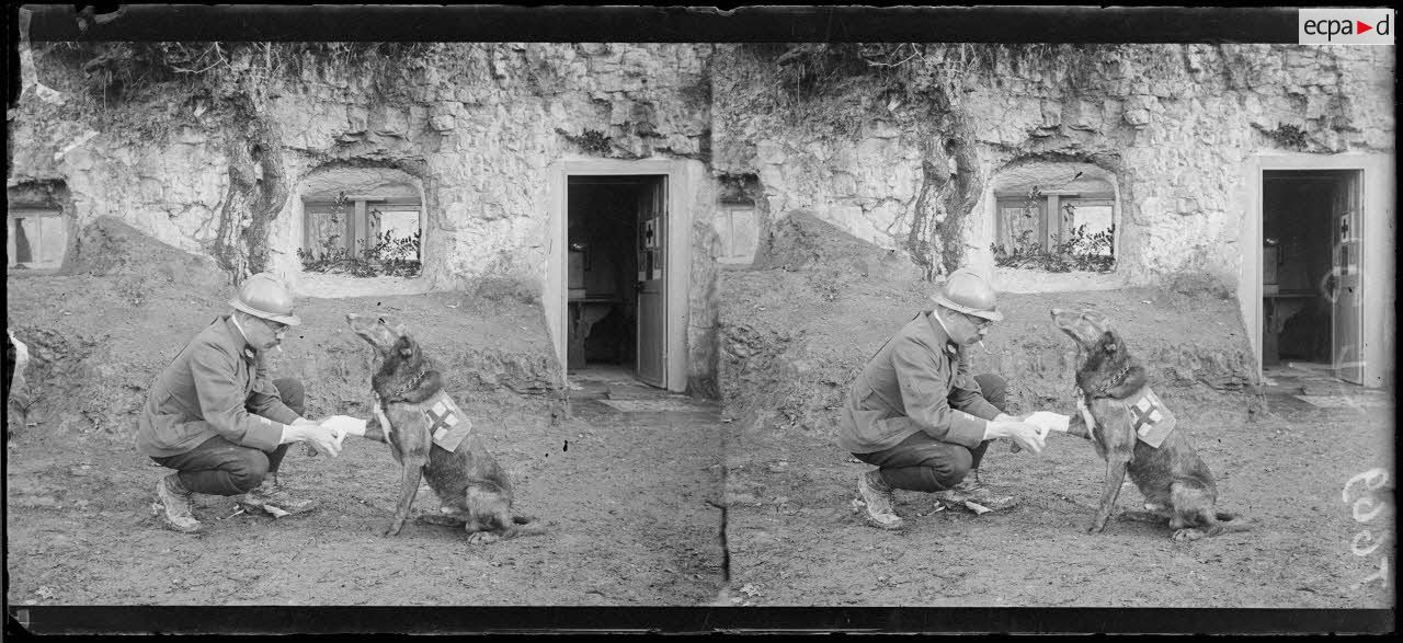 La Renarde, Marne. Pansement d'un chien sanitaire blessé. [Légende d'origine]