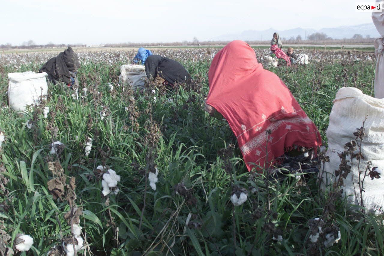 Des femmes voilées et des enfants ramassent le coton près de l'aéroport de Mazar e Charif.