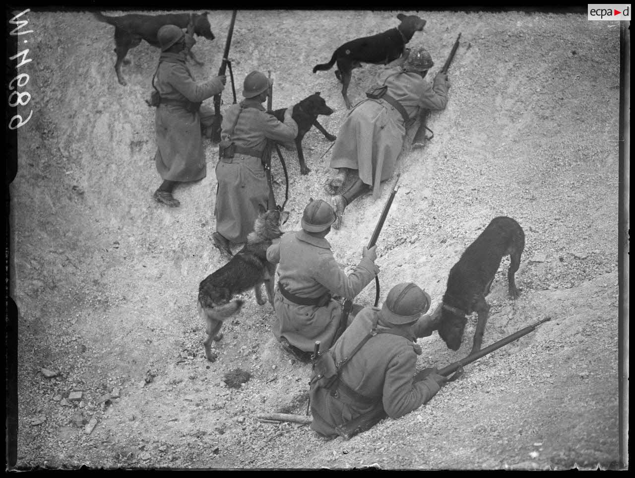 Région de Suippes (Marnes). Exercices de chiens sanitaires dans les tranchées. Les chiens sanitaires dans les tranchées. [légende d'origine]