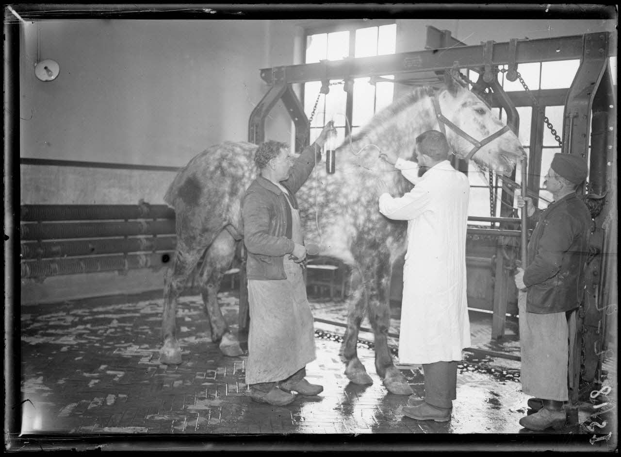 Garches, Seine-et-Oise, Institut Pasteur, fabrication des sérums. Vaccination d'un cheval. [légende d'origine]