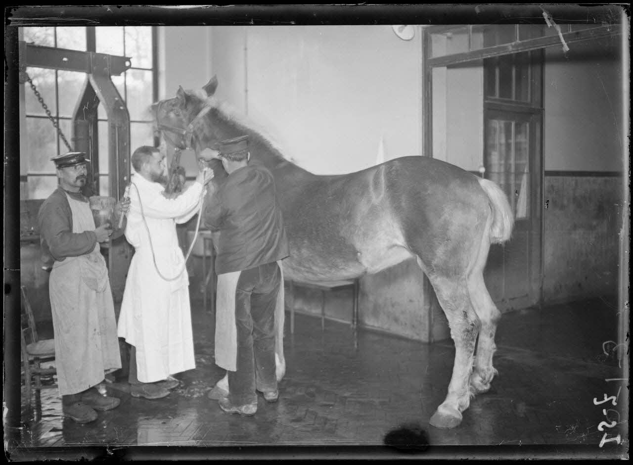 Garches, Seine-et-Oise, Institut Pasteur, fabrication des sérums. Saignée du cheval, 1er temps. [légende d'origine]