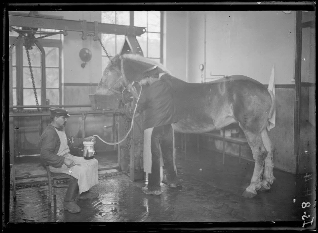 Garches, Seine-et-Oise, Institut Pasteur, fabrication des sérums. Saignée du cheval 3e temps. [légende d'origine]