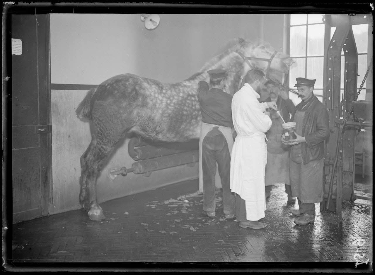 Garches, Seine-et-Oise, Institut Pasteur, fabrication des sérums. Saignée du cheval 2e temps. [légende d'origine]