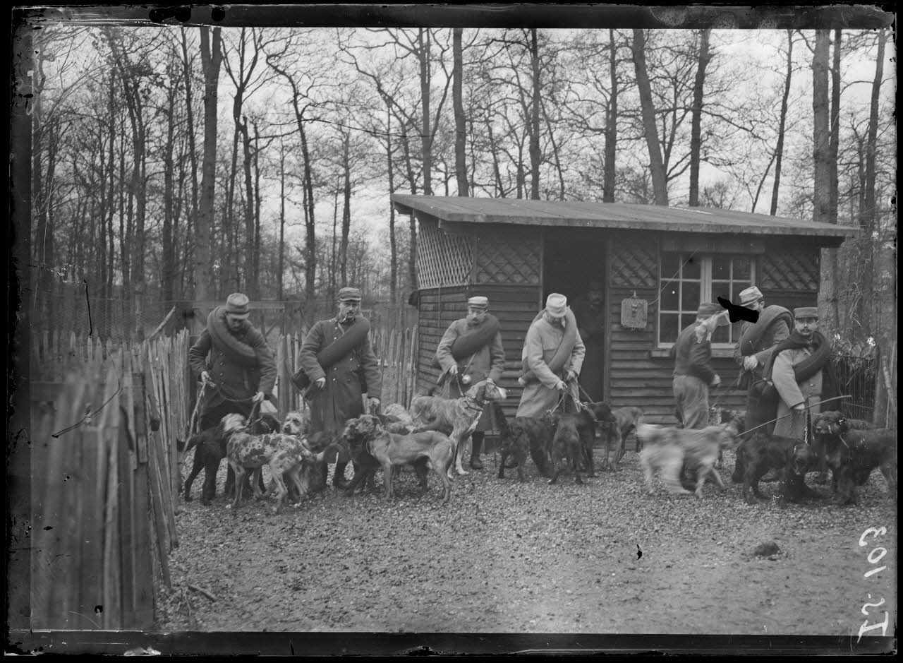 Maison-Lafitte, la société nationale du chien sanitaire et de guerre. Chiens sanitaires - préparatifs de départ. [légende d'origine]