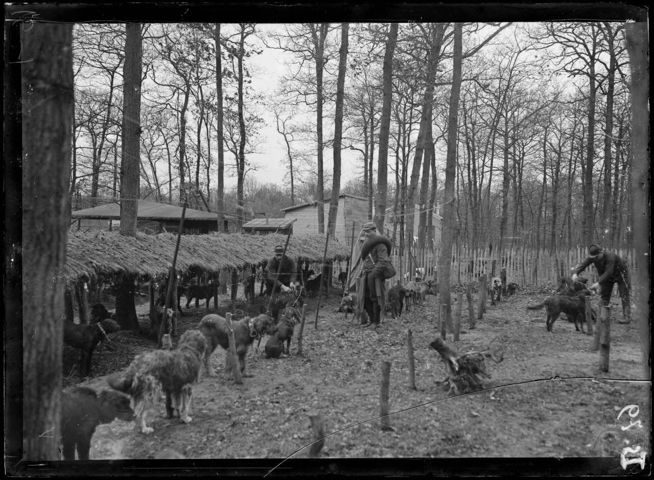 Maison-Lafitte, la société nationale du chien sanitaire et de guerre. Un lot de chien pour l'armée. [légende d'origine]