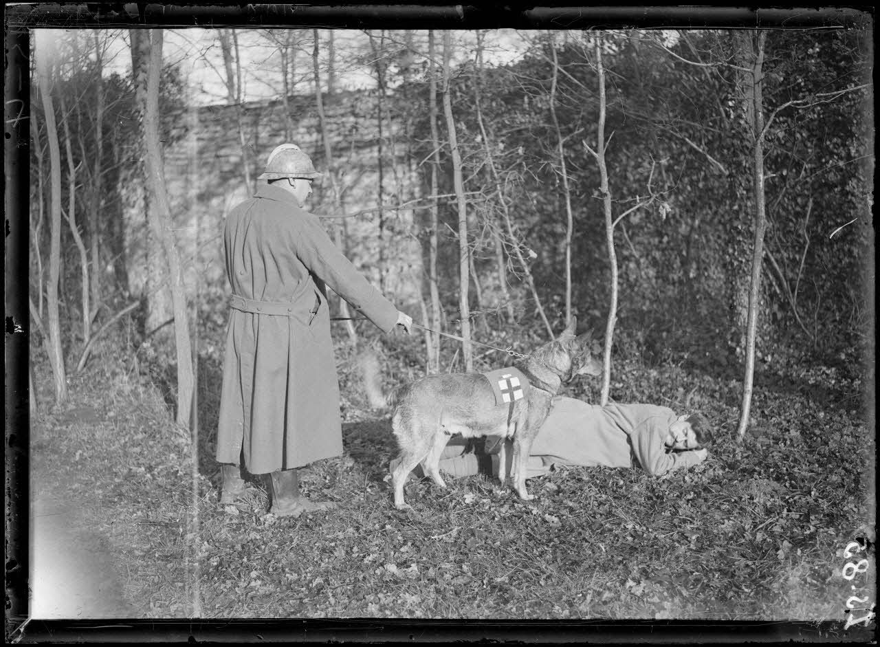 Maison-Lafitte, la société nationale du chien sanitaire et de guerre. Le brancardier attache son chien et celui-ci le conduit près du blessé. [légende d'origine]