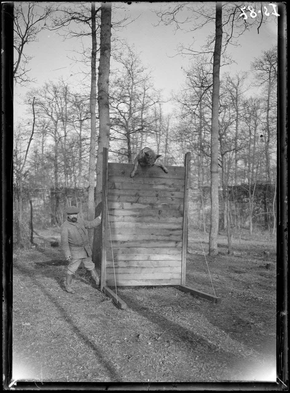 Maison-Lafitte, la société nationale du chien sanitaire et de guerre. Le chien "Rolf" et son dresseur. Le chien sautant une palissade de 3 mètres. [légende d'origine]